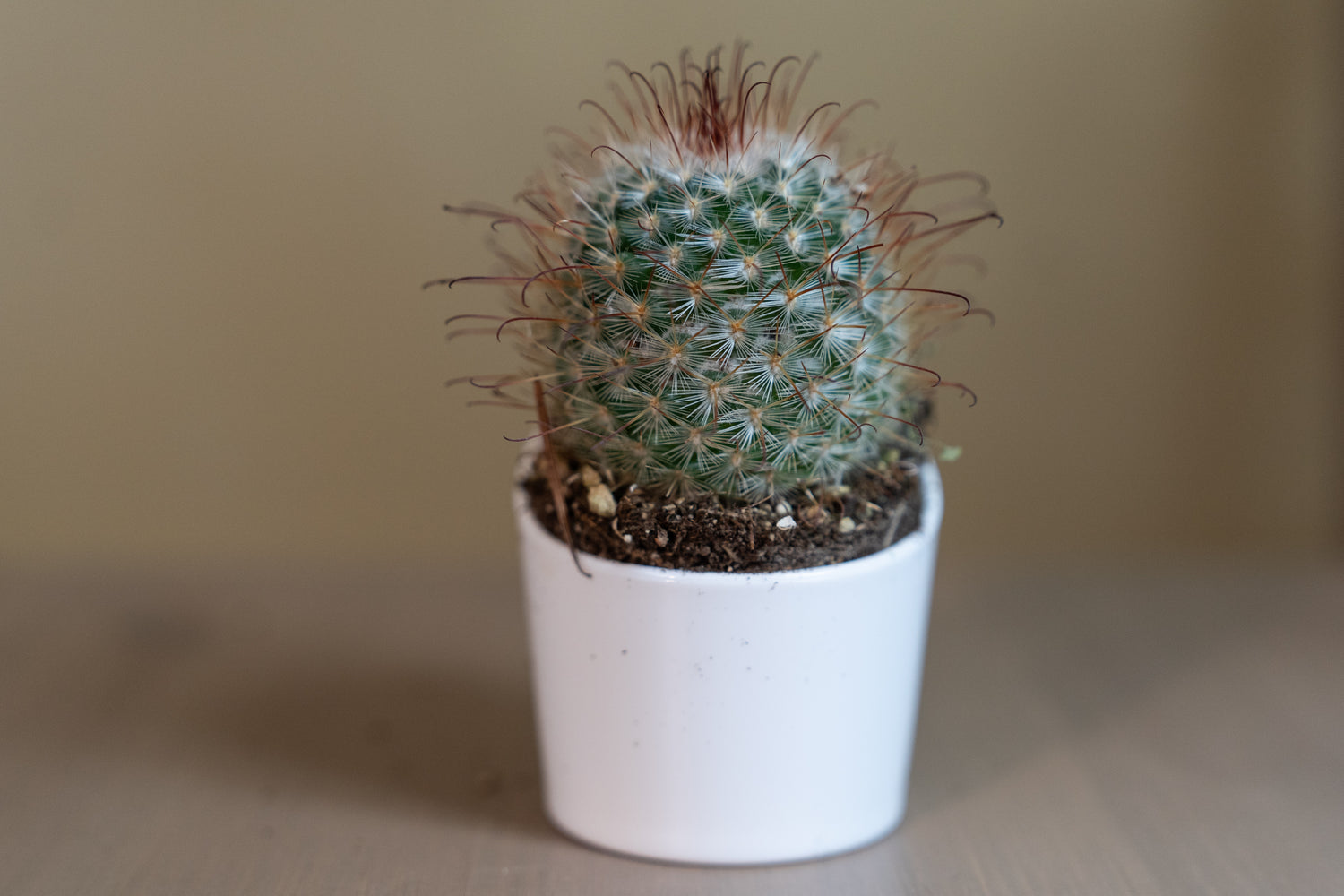 Small cactus plant in a white pot on a neutral background